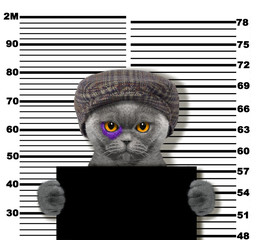 Criminal cat at the police station. Photo on white
