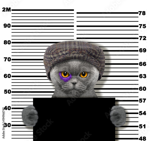 Fototapeta Naklejka Na Ścianę i Meble -  Criminal cat at the police station. Photo on white