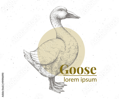 Fotografia Vector hand drawn goose illustration