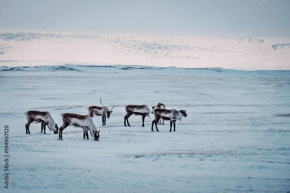 Icelandic reindeer grazing near the Glacier Lagoon in south east Iceland in its natural winter environment.