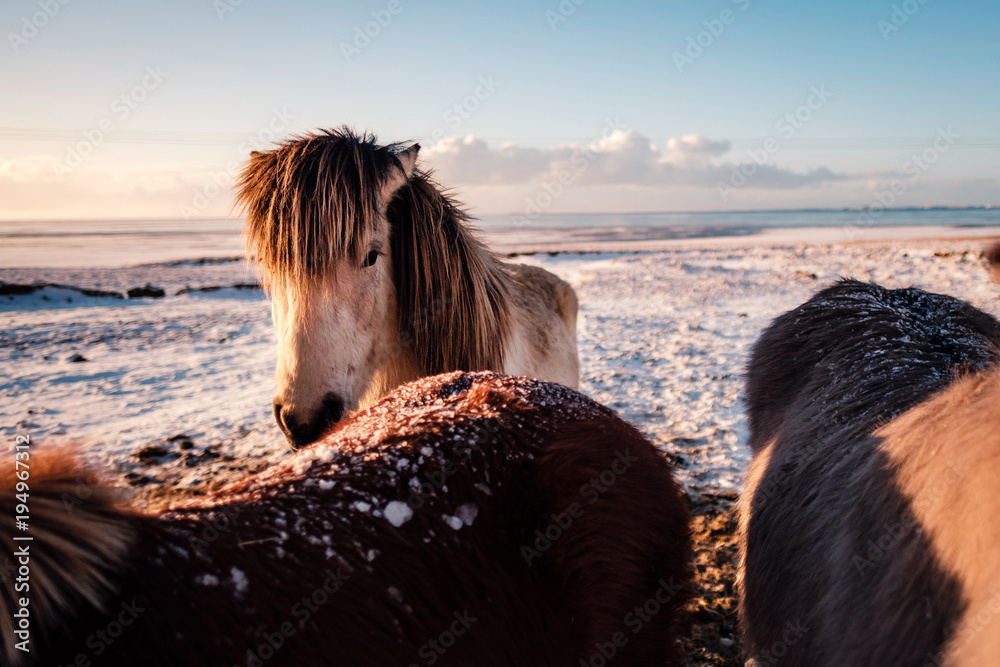 Fototapeta premium Typical Icelandic hairy horse grazing in snow blizzard. Iceland breed horse in wintertime in hard conditions snowy freezing winter at Iceland.