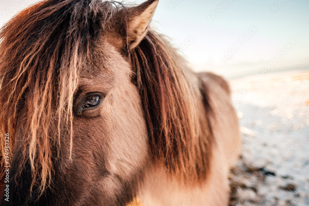 Fototapeta premium Typical Icelandic hairy horse grazing in snow blizzard. Iceland breed horse in wintertime in hard conditions snowy freezing winter at Iceland.