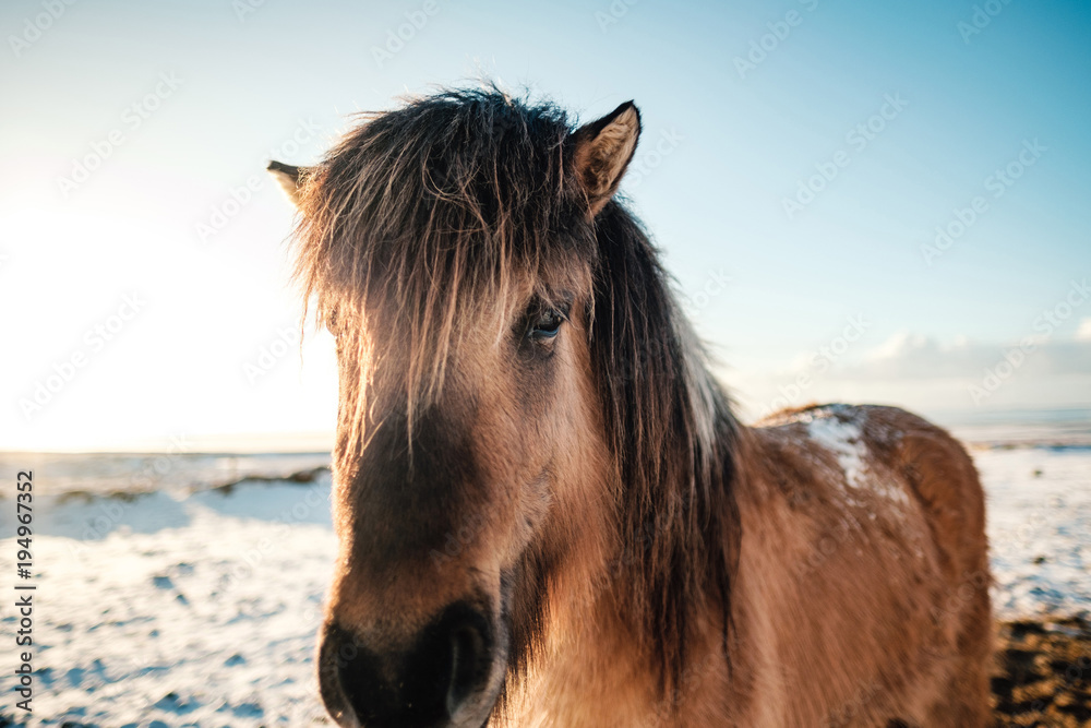 Fototapeta premium Typical Icelandic hairy horse grazing in snow blizzard. Iceland breed horse in wintertime in hard conditions snowy freezing winter at Iceland.