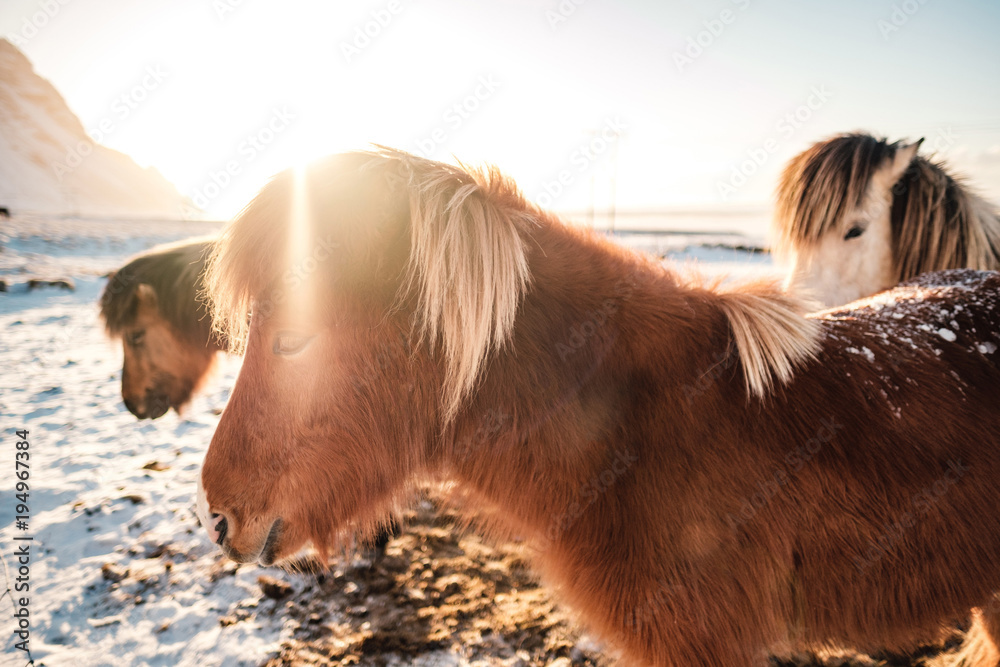 Obraz premium Typical Icelandic hairy horse grazing in snow blizzard. Iceland breed horse in wintertime in hard conditions snowy freezing winter at Iceland.