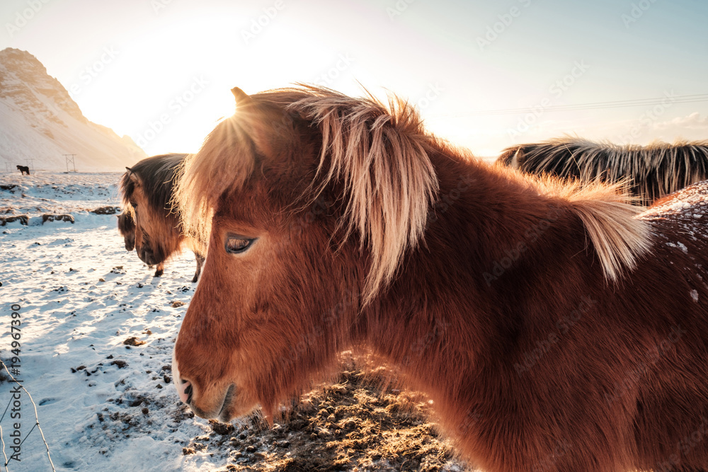Fototapeta premium Typical Icelandic hairy horse grazing in snow blizzard. Iceland breed horse in wintertime in hard conditions snowy freezing winter at Iceland.