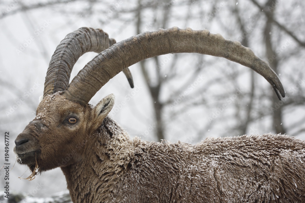 stambecco alpino (Capra Ibex)