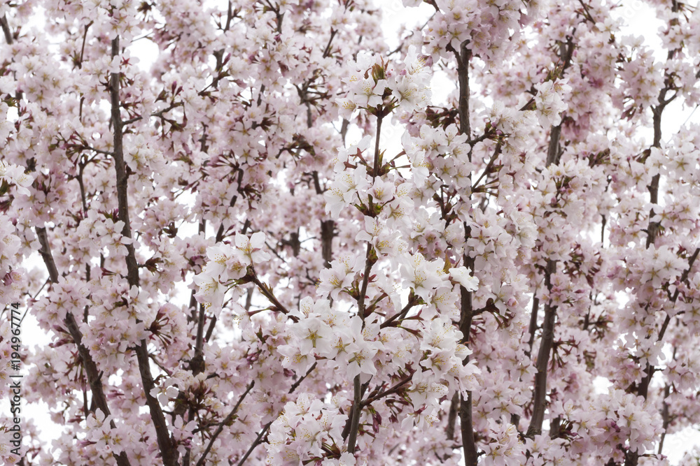 Pink airy japanese sakura or cherry blossom in spring. Soft, gentle, flower background. Pink airy japanese sakura or cherry blossom in spring. Soft, gentle, flower background.