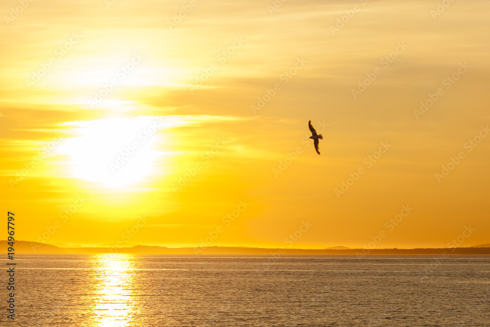 Lonely seagull flying above the sea at colorful sunset. Background of dramatic golden sky.