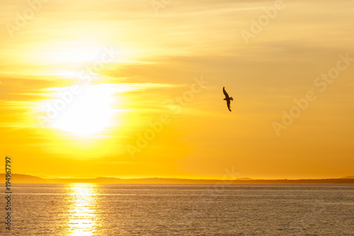 Lonely seagull flying above the sea at colorful sunset. Background of dramatic golden sky.