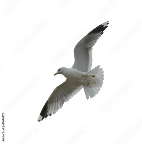 European herring gull flying