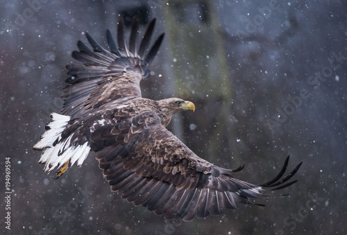 White-tailed Eagle bielik Haliaaetus albicilla