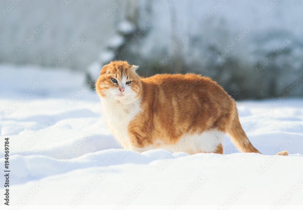 important bright red cat walking on the white snow pacing among the snowdrifts in the street important bright red cat walking on the white snow pacing among the snowdrifts in the street