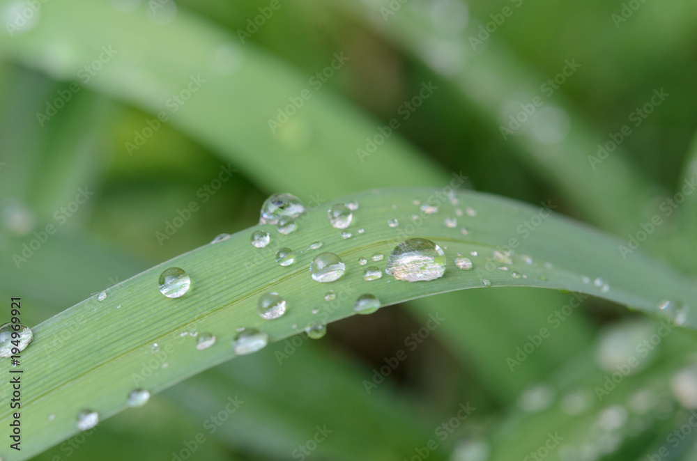 Fresh green grass with dew drops close-up. Fresh green grass with dew drops close-up.