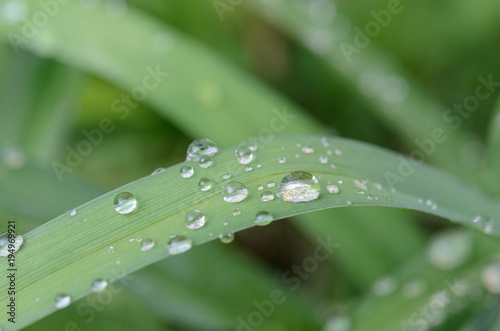 Fresh green grass with dew drops close-up.