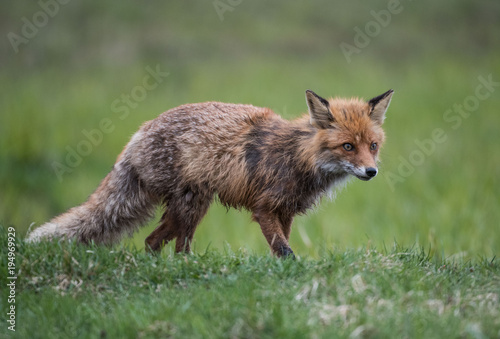 lis fox © Slawomir