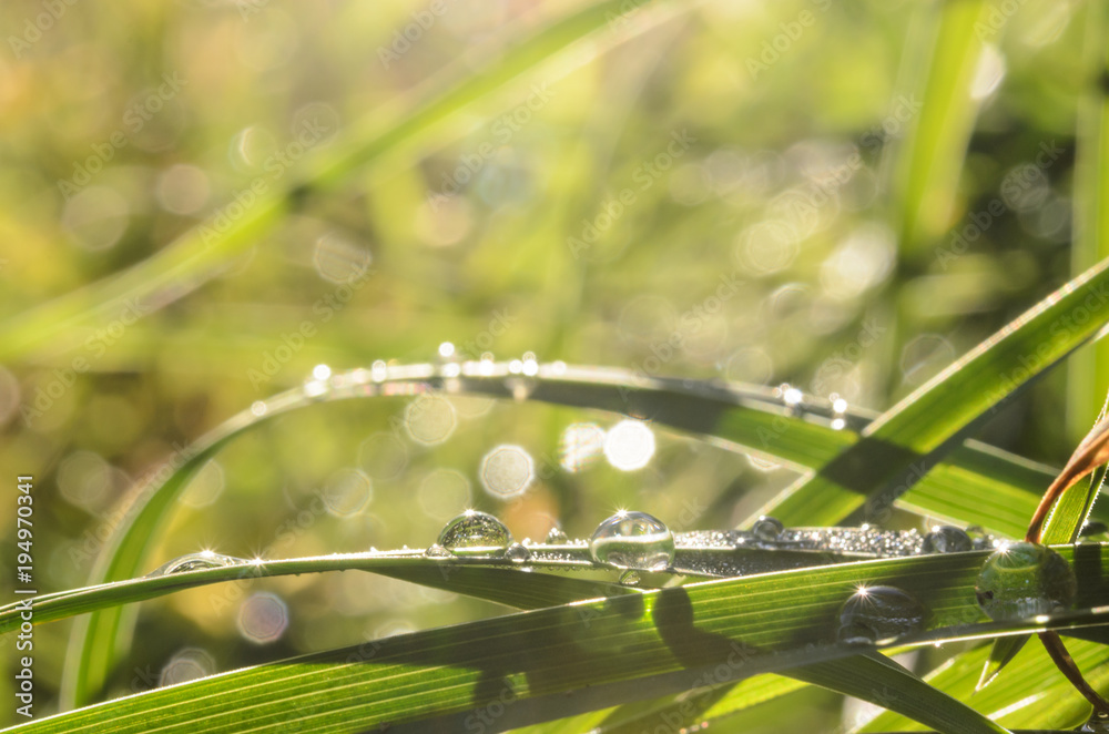 Dew drops on the grass close-up on a bright sunny morning. Dew drops on the grass close-up on a bright sunny morning.