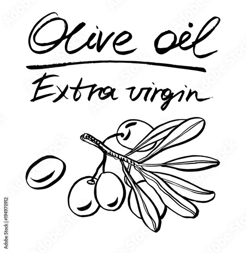 Olive plant. Vector hand drawn graphic illustration.