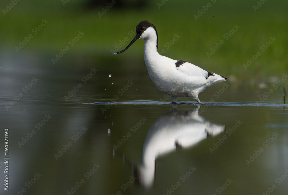 Szablodziób Recurvirostra avosetta avocet Szablodziób Recurvirostra avosetta avocet