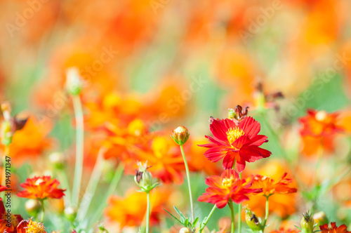 Colorful flower in the garden.