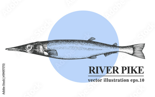 Hand drawn sketch seafood vector vintage illustration of river pike fish. Can be use for menu or packaging design. Engraved style. Vintage illustration.