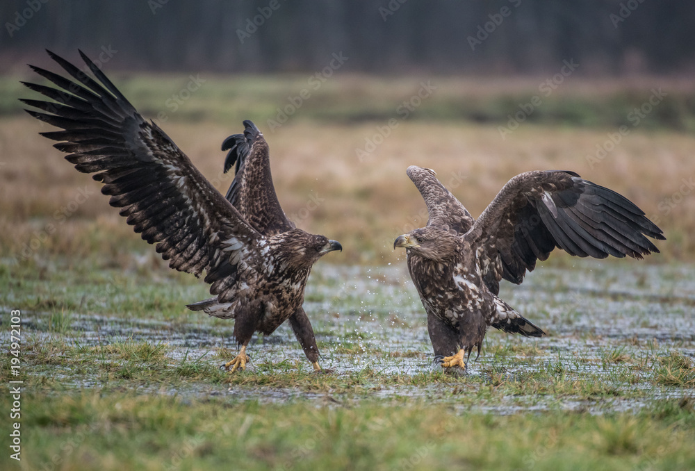 White-tailed Eagle bielik Haliaaetus albicilla White-tailed Eagle bielik Haliaaetus albicilla