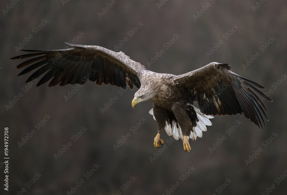 Obraz premium White-tailed Eagle bielik Haliaaetus albicilla