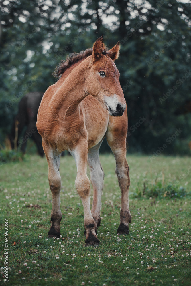 Fototapeta premium Portrait of a bay foal