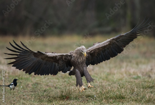 White-tailed Eagle bielik Haliaaetus albicilla