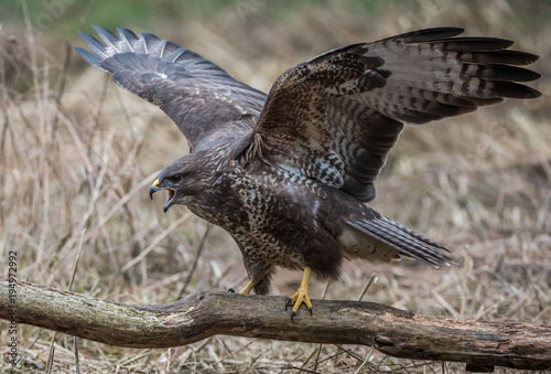 Myszołów zwyczajny, myszołów (Buteo buteo)