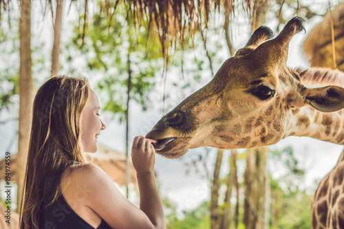 Happy young woman watching and feeding giraffe in zoo. Happy young woman having fun with animals safari park on warm summer day