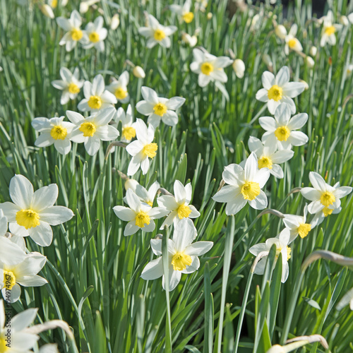 Fototapeta Naklejka Na Ścianę i Meble -  Narzissen, Narcissus, Frühling