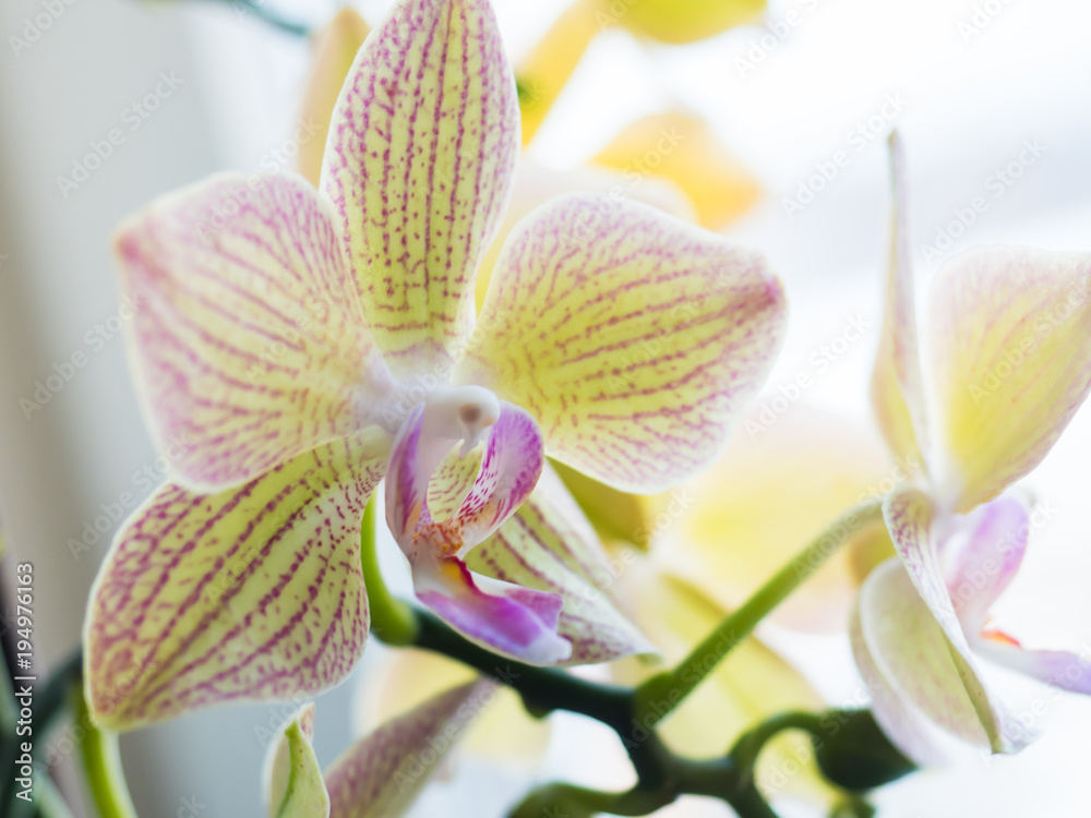 Yellow orchid on a light background Selective focus Yellow orchid on a light background Selective focus