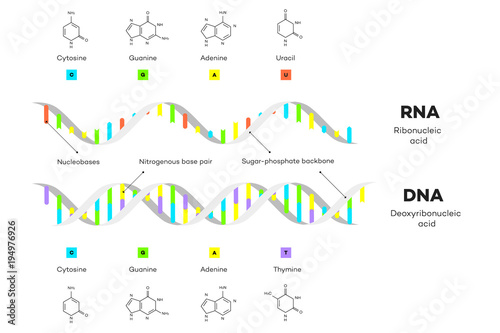 Molecular Structure Of DNA and RNA. Infographic Educational Vector Illustration photo