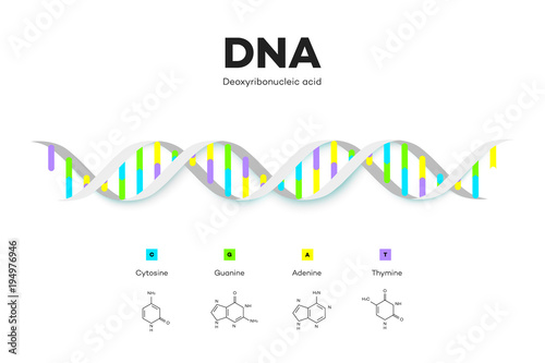 Molecular Structure Of DNA. Infographic Educational Vector Illustration