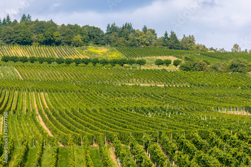 Weinanbau am Rhein