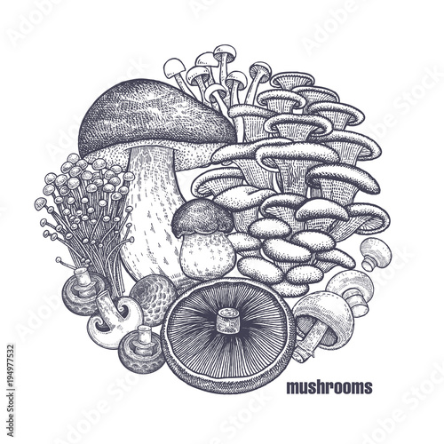 Edible mushroom set.