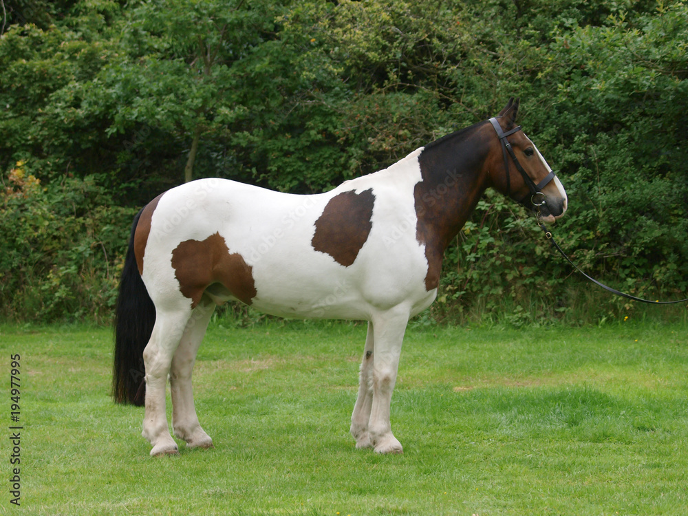 Standing Cob