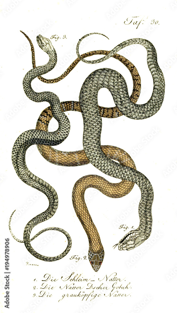 Fototapeta premium Illustration of a snake.