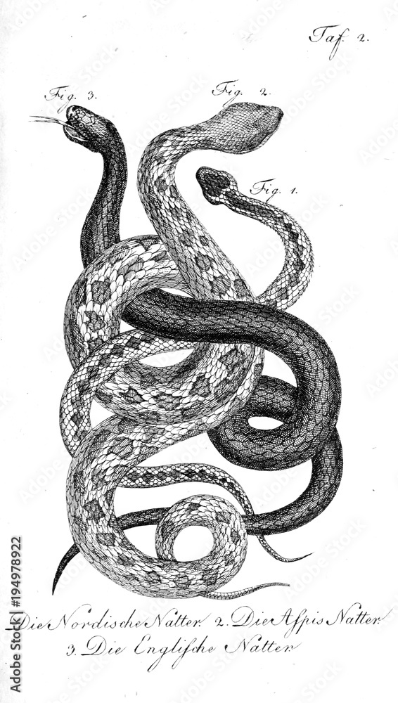 Illustration of a snake. Illustration of a snake.