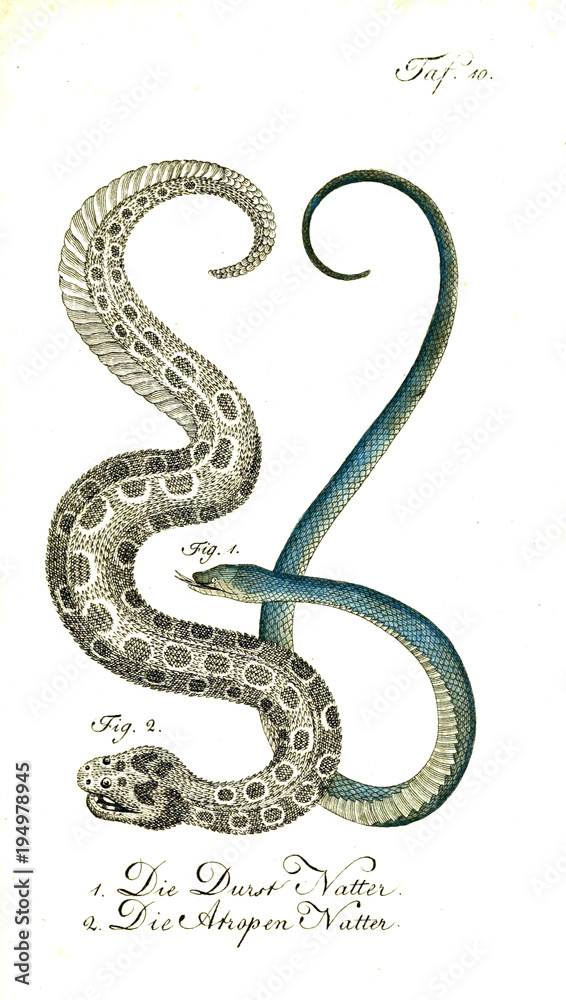Obraz premium Illustration of a snake.