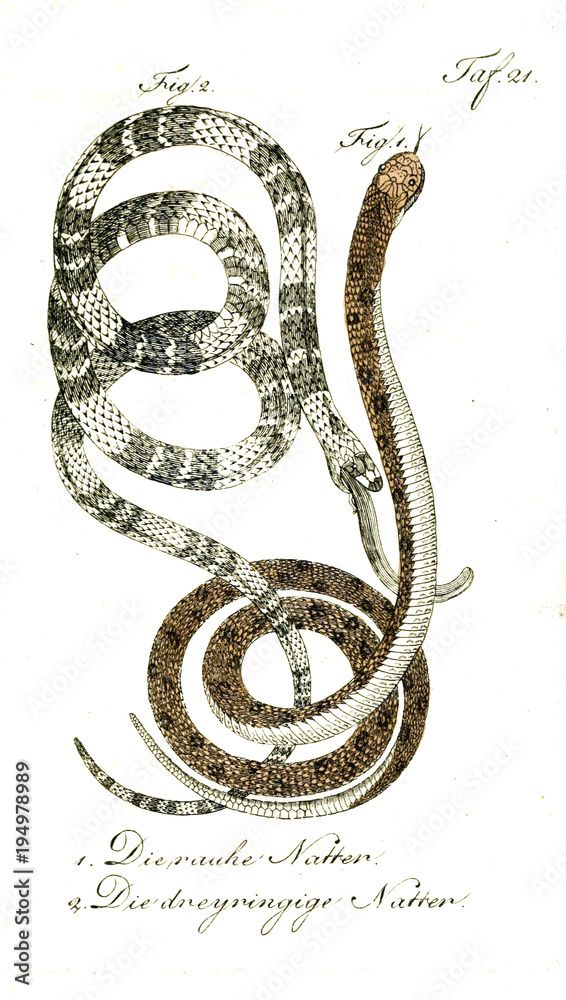 Fototapeta premium Illustration of a snake.