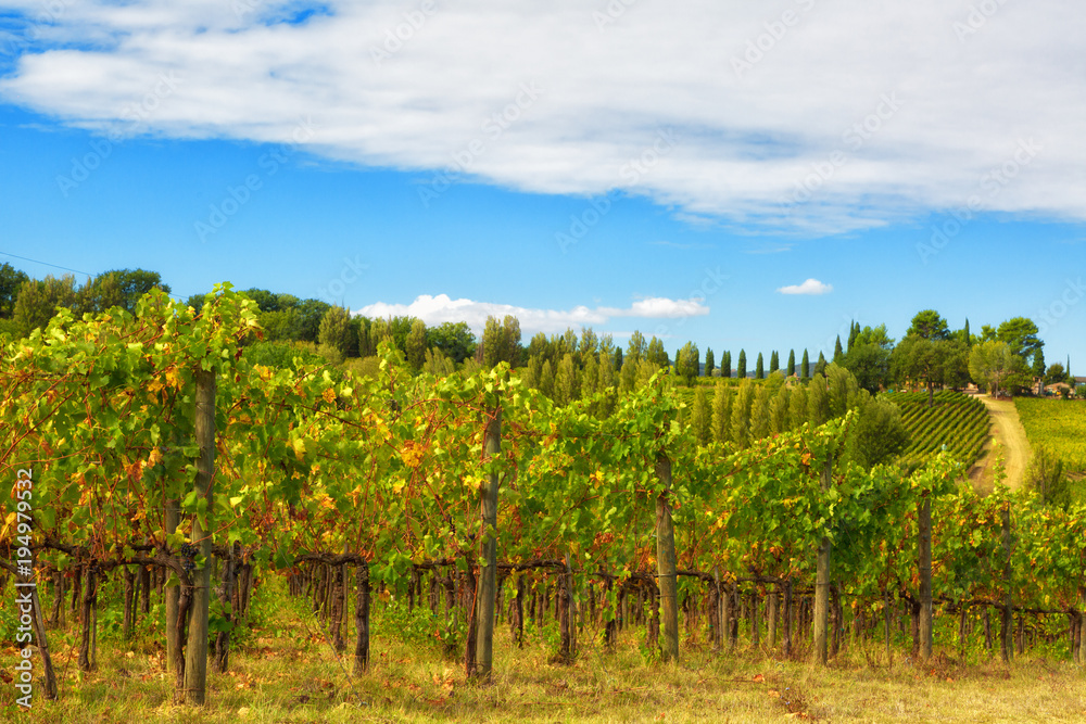 Grapevine of Tuscany, Italy