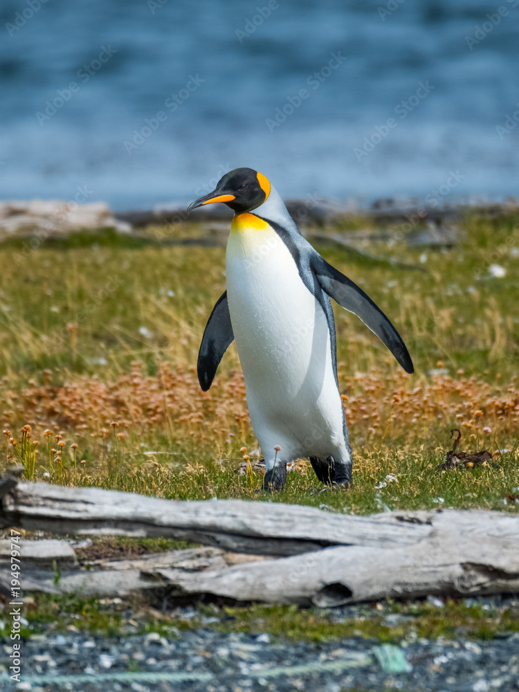 Fototapeta premium King penguin (Aptenodytes patagonicus) walks on the shore of the Island in Beagle Channel, Argentina
