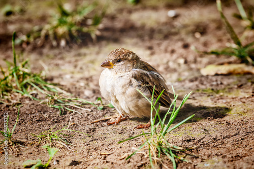 Portrait of house sparrow © bozhdb