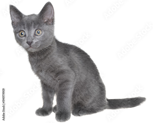 Small gray shorthair kitten sitting isolated
