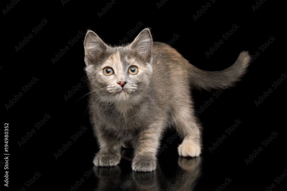Fototapeta premium Playful Tortoise Kitten, Standing front view on Isolated Black Background, Hunt