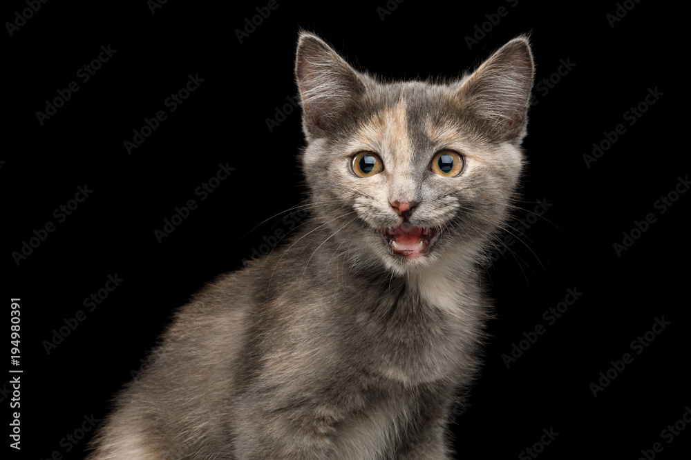 Obraz premium Portrait of Meowing Tortoise Kitten, Looking in Camera on Isolated Black Background