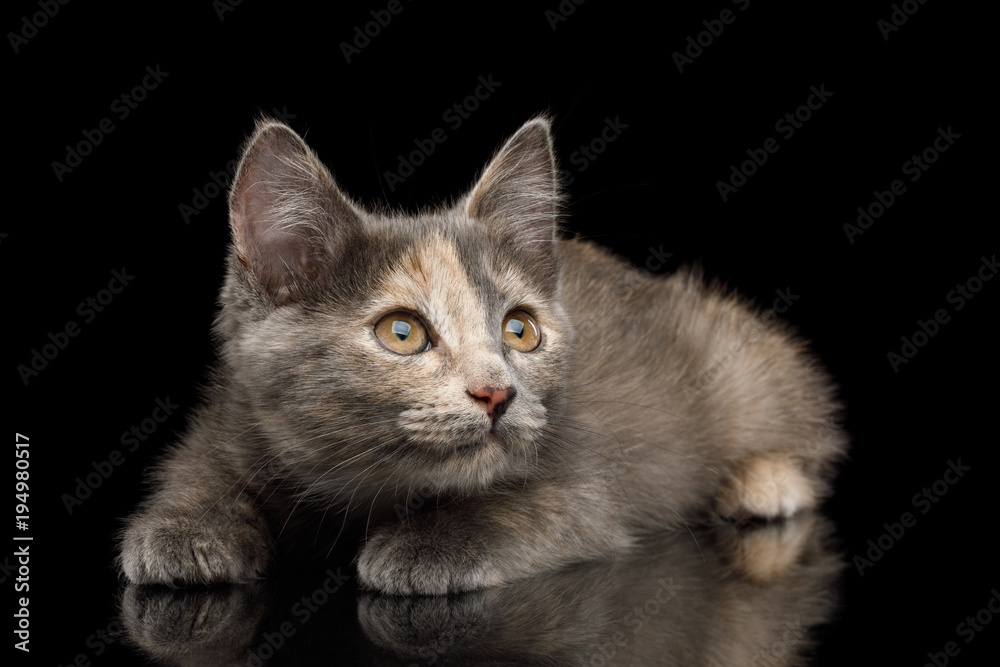 Cute Tortoise Kitten, Lying and Crouching on Isolated Black Background Cute Tortoise Kitten, Lying and Crouching on Isolated Black Background
