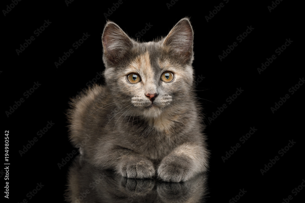 Cute Tortoise Kitten, Lying with beautiful paws, front view on Isolated Black Background
