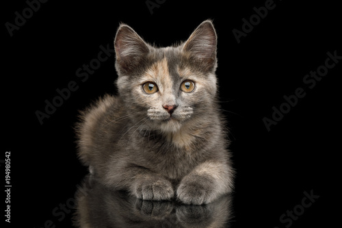 Cute Tortoise Kitten, Lying with beautiful paws, front view on Isolated Black Background
